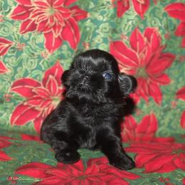 Shih Tzu Puppies from Gypsy Breeze Kennels