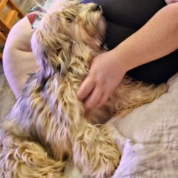 Archie - Red sable Havanese puppy in Long Lane, Missouri from Dousinbury Creek K-9s