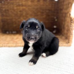 Bluey - Black tri-color female Australian Shepherd puppy in Unionville, Iowa from Soap Creek Kennels