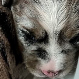 Girl 2 - Miniature Australian Shepherd puppy in Corydon, Indiana from Arbuckle’s Lookin Good Aussies (LGA)