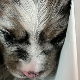 Girl 2 - Miniature Australian Shepherd puppy in Corydon, Indiana from Arbuckle’s Lookin Good Aussies (LGA)