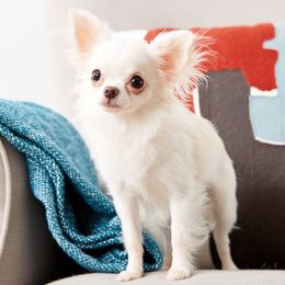 Elroy - Chihuahua