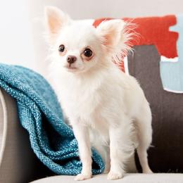 Elroy - Chihuahua