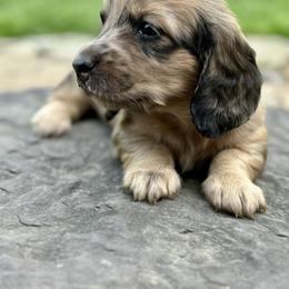 Dachshund Puppies from Boyer’s Dachshunds
