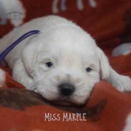 Miss Marple - White female Miniature Schnauzer puppy in Sedalia, Missouri from Farmer Brown's Puppies