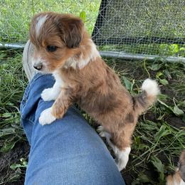 Merle boy - Brown merle male Aussiedoodle puppy in Hillsboro, Illinois from Shoal Creek Puppies