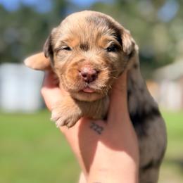 Rusty ASDR - Red merle male Miniature Australian Shepherd puppy in Polk City, Florida from Skaky Shepherds