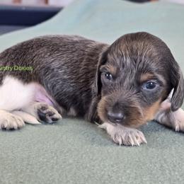Blue pi - Black and tan male Dachshund puppy in Cedar City, Utah from Country Doxies