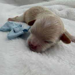 Boy 3 - Apricot male Maltipoo puppy in Denair, California from 209PuppiesCaliforniaMaltipoo