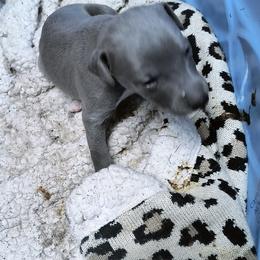 Heather - Blue female Whippet puppy in Goldendale, Washington from Amulet Charm