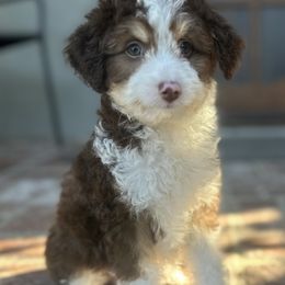 Red - Red tri-color male Aussiedoodle puppy in Los Angeles, California from LA’s Favorite Puppies
