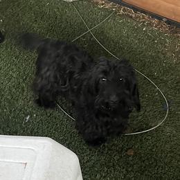 Hazel - Dachshund
