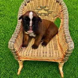 Romeo - Fawn male Boxer puppy in Abilene, Texas from L&L Euro Boxers and Small Town Shih Tzus
