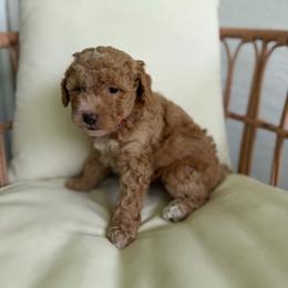Sky - Red female Bernedoodle puppy in Loxahatchee, Florida from SR. Doodle pupps