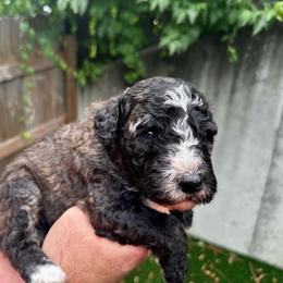 Sable - Sable male Bernedoodle puppy in Holt, Missouri from Mindys Doodles