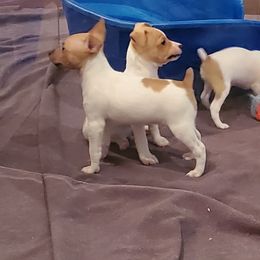 Toy Fox Terrier Puppies from DynAsty Toy Fox Terriers