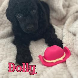 Dolly - Black female Poodle puppy in Dayton, Texas from Wolfe Island Poodles