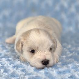 Winston - White male Miniature Schnauzer puppy in Ely, Nevada from Great Basin Miniature Schnauzers