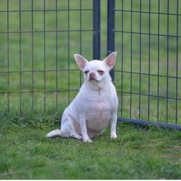 Patsy - Chihuahua