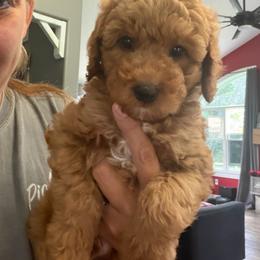 Boy deposit number 4 - Red  male Goldendoodle puppy in Cedar Springs, Michigan from Pecks Oodle Doodles