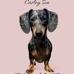 Dachshund puppies from Fink Dachshund Farm - Central Arkansas