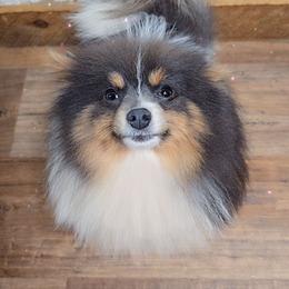 Pomeranian puppies from Purrs N Poms