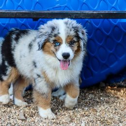 Miniature Australian Shepherd and Toy Australian Shepherd Puppies from Blue Springs Aussies