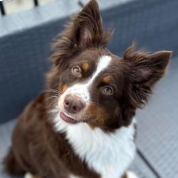Arrow - Miniature Australian Shepherd
