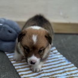 Spot - Sable male Pembroke Welsh Corgi puppy in Nortonville, Kansas from Low Riders Corgis & Mini Aussies