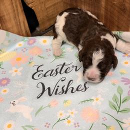 Boy 1 - Brown and white male Aussiedoodle puppy in Lavonia, Georgia from H & A Kennels