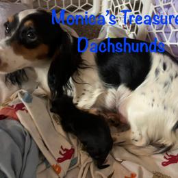 Dachshund puppies from Monica’s Treasured Dachshunds