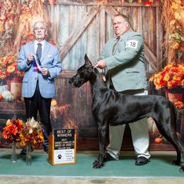 Bentley - Great Dane