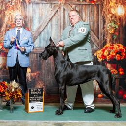 Bentley - Great Dane