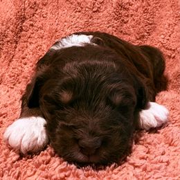 Bear - Red tri-color male Aussiedoodle puppy in Maysville, Missouri from Mini AussieDoodles on Meadow Lane