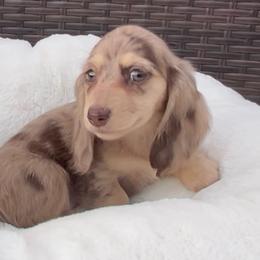 Chocolate and Cream Dapple -- Female - Dapple female Dachshund puppy in Kalama, Washington from Dazzling Doxies