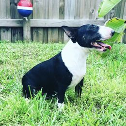 Kissi - Miniature Bull Terrier