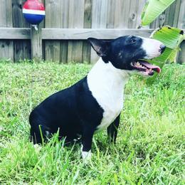 Kissi - Miniature Bull Terrier