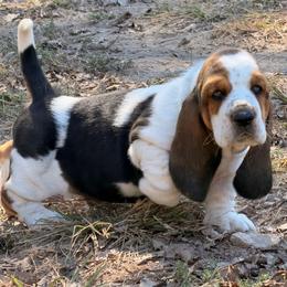 Light green-73 - Black brown and white male Basset Hound puppy in Conway, Missouri from Ozark Mountain Kennel