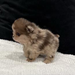 Brownie bear - Chocolate merle male Pomeranian puppy in California from Pawsh Poms