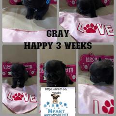 Pug Puppies from Mpabt by Heather Free