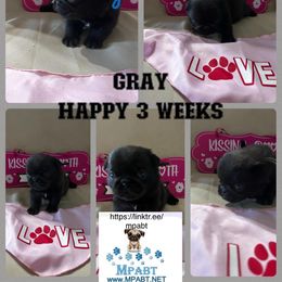 Pug Puppies from Mpabt by Heather Free