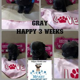 Pug Puppies from Mpabt by Heather Free