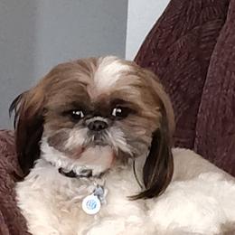 Stella - Maltese