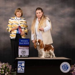 Snowflake Harmony of Life - Cavalier King Charles Spaniel