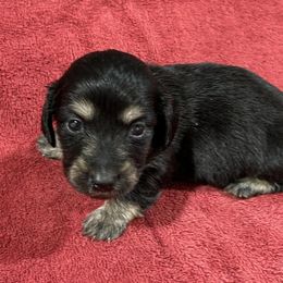 Ember - Black and cream female Dachshund puppy in Little Rock, Arkansas from Divine Doxies