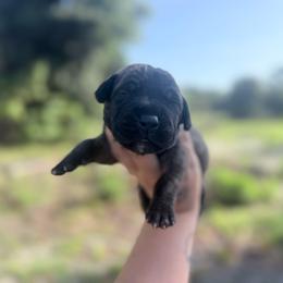 Ziti - Brindle male Great Dane puppy in Lehigh Acres, Florida from Florida Wrinkles