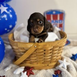 Winston - Chocolate and tan male Dachshund puppy in Live Oak, Florida from Suwannee River Doxies