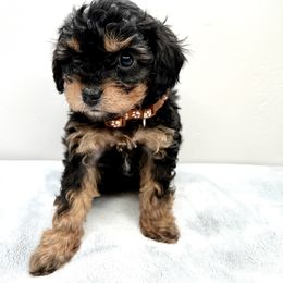 Cavapoo Puppies from PuppybuddyUSA