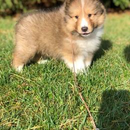 Shetland Sheepdog Puppies from Royal Tea Shelties