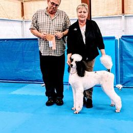 Poodle Puppies from Princetin Poodles